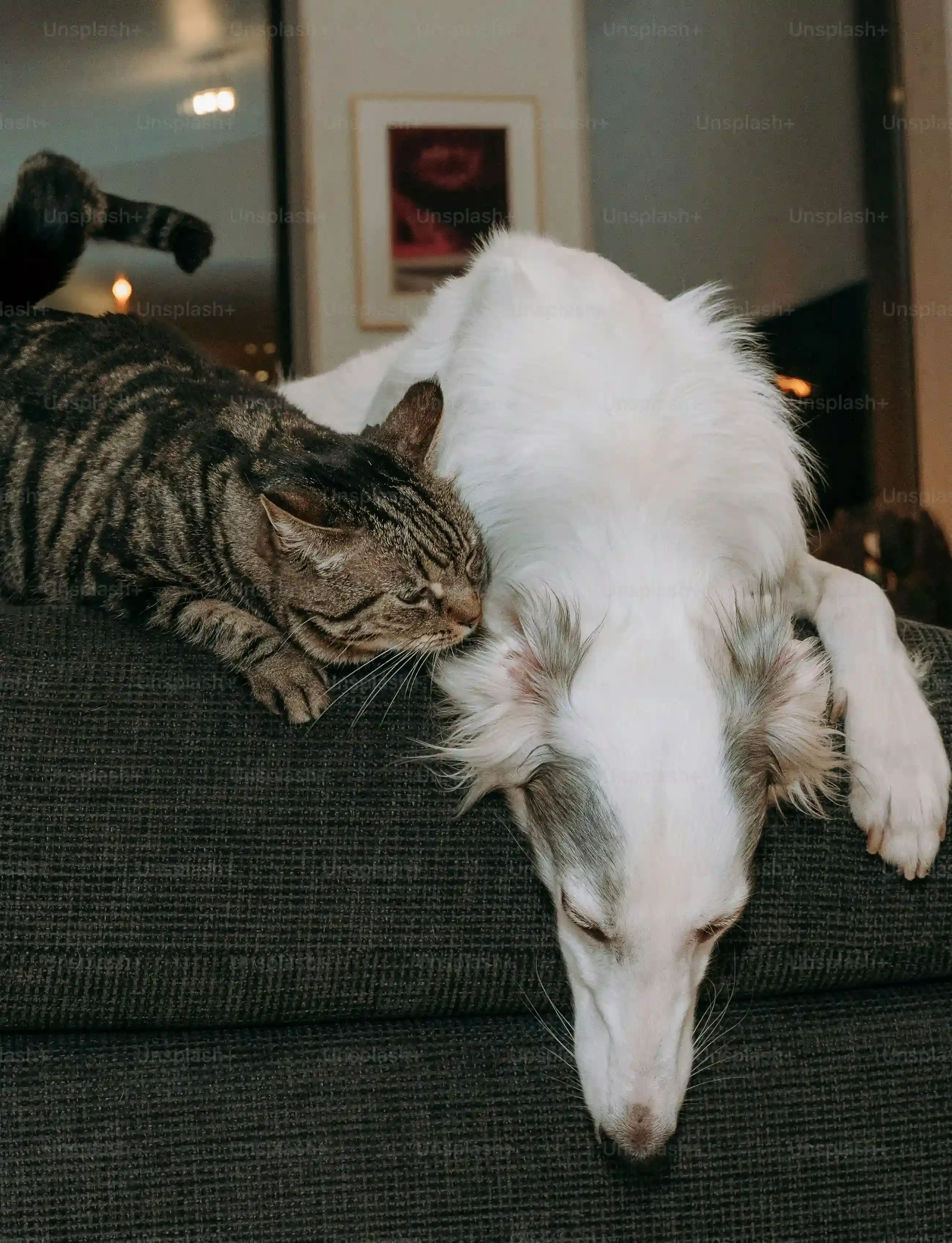 「猫 ブリーダー 繁殖不可」とは？理由と迎える際の全て